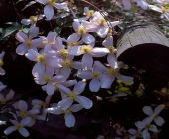 Waldrebe (Clematis montana 'Elizabeth')