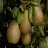 Birnenbaum (Pyrus communis 'Beurre Hardy')