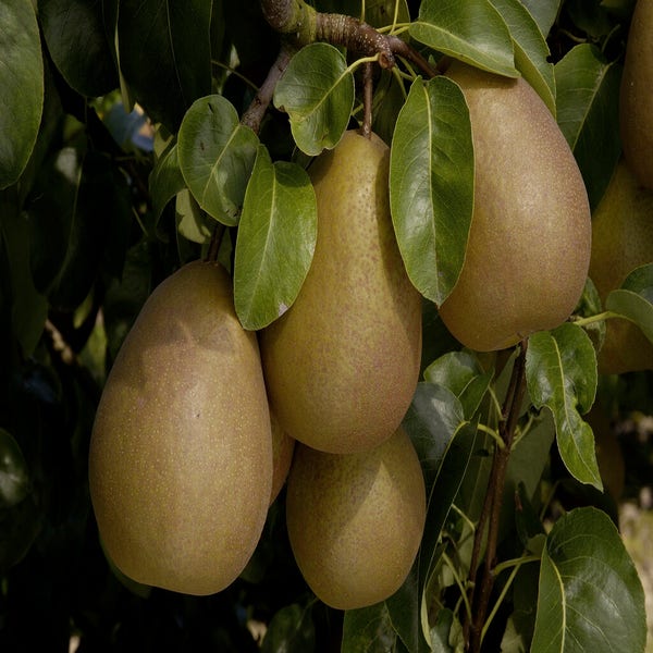 Birnenbaum (Pyrus communis 'Beurre Hardy')