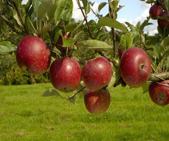 Lei-Apfel (Malus domestica 'Ingrid Marie')