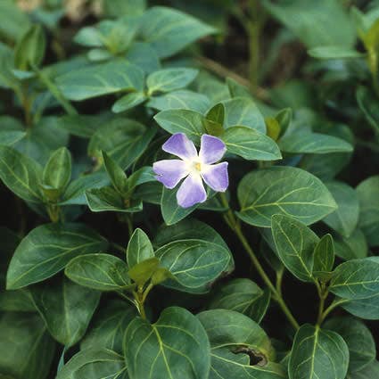 Grote maagdenpalm (Vinca major) groenblijvende bodembedekker