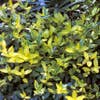 Kleine Immergrün (Vinca minor 'Aureovariegata')