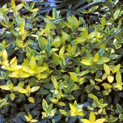 Kleine Immergrün (Vinca minor 'Aureovariegata')