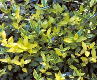 Kleine Immergrün (Vinca minor 'Aureovariegata')