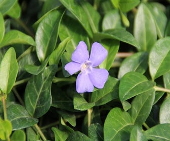 Kleines Immergrün (Vinca minor)