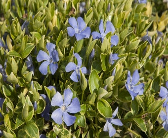 Immergrün (Vinca minor 'Argenteovariegata')