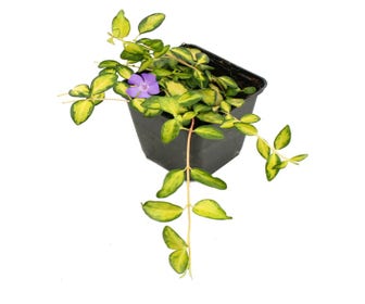 Immergrün (Vinca minor Illumination)