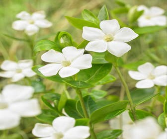Immergrün (Vinca minor 'Alba')