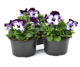 Stiefmütterchen (Viola cornuta 'Mickey')