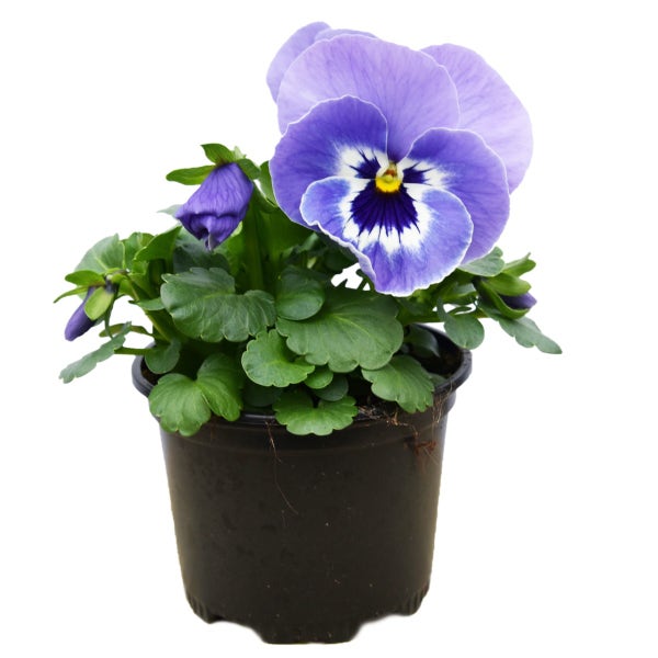 Viooltje (Viola f1 'Marina')