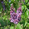 Flieder (Syringa vulgaris 'Violetta')