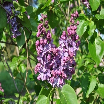 Sering (Syringa vulgaris 'Violetta')