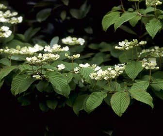 Schneeball (Viburnum plicatum 'Mariesii')