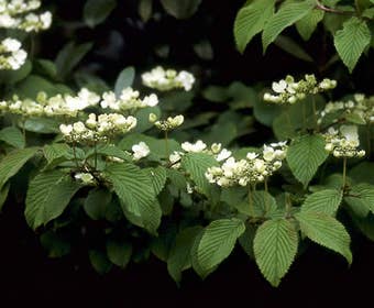 Schneeball (Viburnum plicatum 'Mariesii')