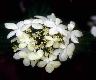 Schneeball (Viburnum plicatum 'Watanabe')