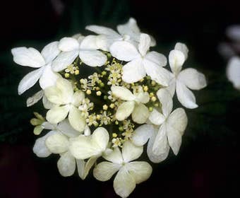 Schneeball (Viburnum plicatum 'Watanabe')