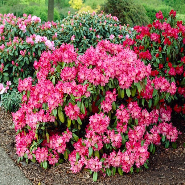 Zwerg-Rhododendron (Rhododendron 'Morgenrot')
