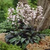 Schildpattblume (Penstemon digitalis 'Husker Red')