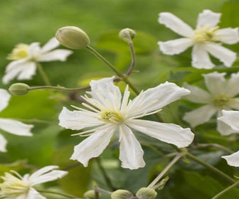 Waldrebe (Clematis 'Paul Farges')