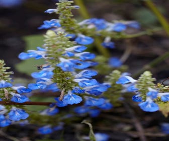 Salbei (Salvia uliginosa)