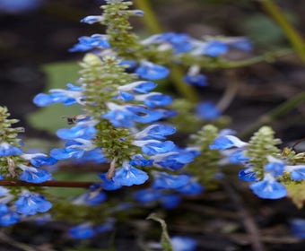 Salbei (Salvia uliginosa)