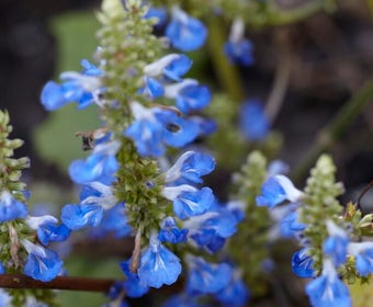 Salbei (Salvia uliginosa)