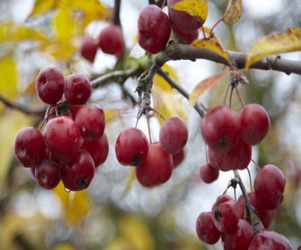 Mehrstämmige Zierapfel (Malus 'Red Sentinel')