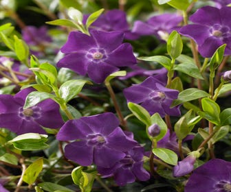 Immergrün (Vinca minor 'Atropurpurea')