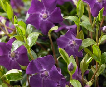 Immergrün (Vinca minor 'Atropurpurea')
