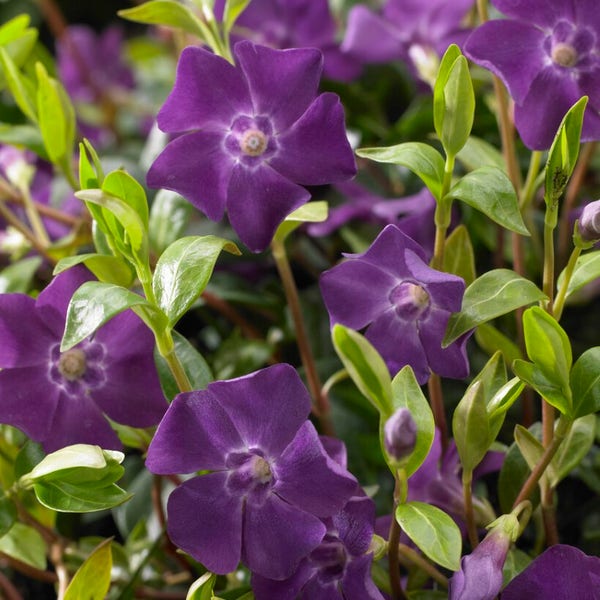 Maagdenpalm (Vinca minor 'Atropurpurea')