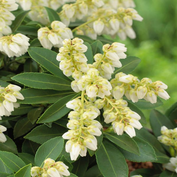 Steinheide (Pieris japonica 'Sarabande')