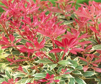 Steinheide (Pieris japonica 'Carnaval')