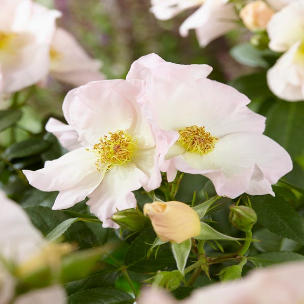 Rose (Rosa 'Sally Holmes')