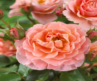 Trosrose (Rosa 'Marie Curie')
