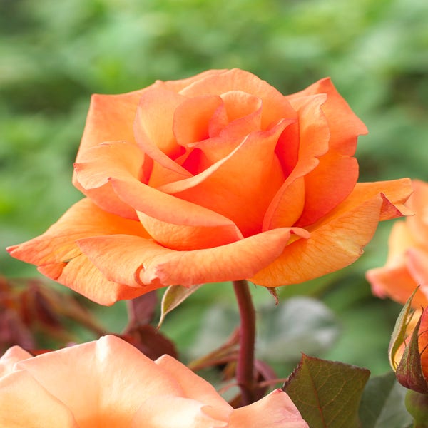 Großblumige Rose (Rosa 'Doris Tysterman')