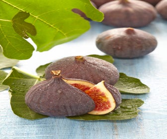 Feige (Ficus carica 'Brown Turkey')