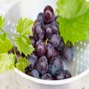 Blaue Traube (Vitis vinifera 'Muscat Bleu')