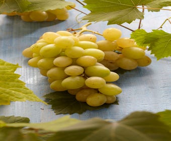 Weiße Traube (Vitis vinifera 'Italia')