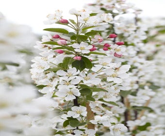 Großer Zierapfel (Malus 'Evereste')