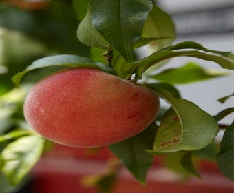 Pfirsich als Halbstamm (Prunus persica 'Fayette')