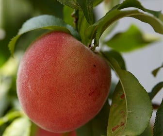 Pfirsich als Halbstamm (Prunus persica 'Fayette')