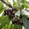 Leikirschen (Prunus avium 'Lapins')