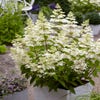 Rispenhortensie (Hydrangea paniculata 'Confetti')