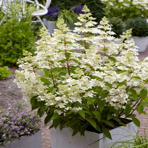 Pluimhortensia (Hydrangea paniculata 'Confetti')