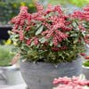 Steinheide (Pieris japonica 'Ralto Rose')
