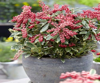 Steinheide (Pieris japonica 'Ralto Rose')
