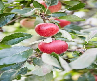 Apfelbaum (Malus domestica 'Katja')