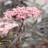 Schwarzer Holunder (Sambucus nigra 'Black Lace')