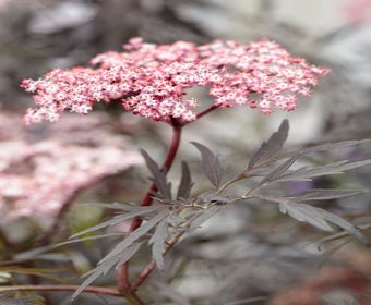 Schwarzer Holunder (Sambucus nigra 'Black Lace')