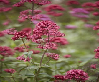 Valerian (Centranthus ruber)